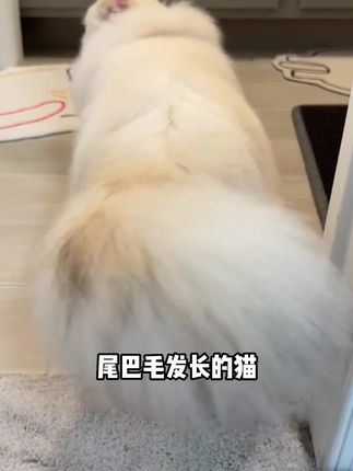 猫咪黑下巴油尾巴一定不要忽视,用这个清洁泡沫就能洗就好了