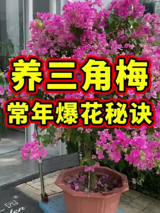 沙漠玫瑰叶子皱巴巴怎么办,教你如何养好沙漠玫瑰