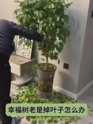 幸福树黄叶掉叶不生长,给它浇这种水长得快又茂盛!