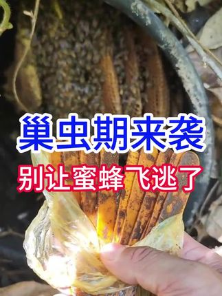 蜜蜂养殖管理 #三农 #巢虫 #蜜蜂