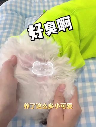 夏季一定要注意猫狗耳道清洁,如果有了螨虫,试试我们家这款除螨洗耳剂