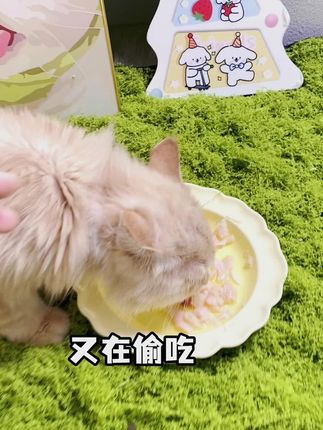 【不吃包退】筑希宠物鸡胸肉蒸煮猫狗通用零食猫条罐头发鳃增肥补水