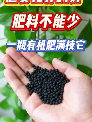 花卉绿植怎么养护才能开花不黄叶?