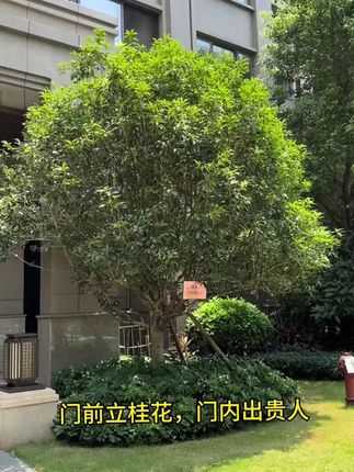 桂花其实很贪吃,满足它的大胃口,就能常年爆花、一茬一茬开不断#兰花 #兰花养护