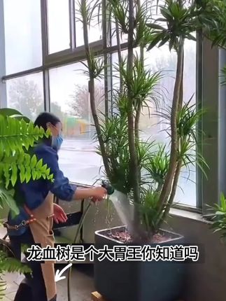 龙血树这样养护,叶片绿油油,还不停的冒新芽!