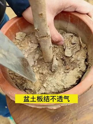 种植只会浇水,土壤就会板结,植物会慢慢走向衰败,不妨用它浇一浇,就能轻松救活枝繁叶茂开花满枝芽!