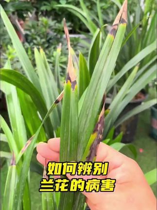 植物发黄掉叶,其实是根系出了问题,你就给它用这个水,很快枝繁叶茂花满盘!