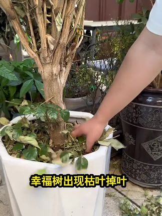 幸福树最头疼的就是黄叶掉叶,因为幸福树有小怪癖,得到满足才能枝繁叶茂!