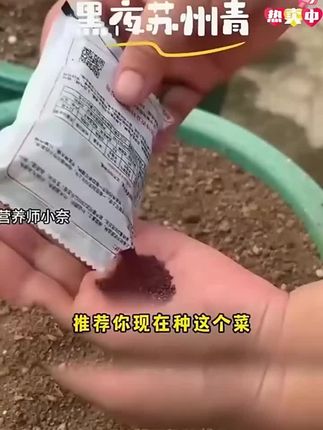 黑叶矮脚苏州青。耐寒耐热,适应性强,适合新手种植,阳台花盆小院均可种植#三农#蔬菜种子 #农业种植 #苏州