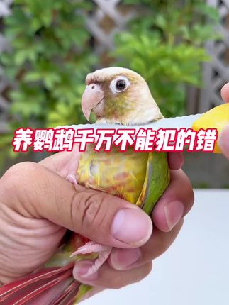 面包虫就是训练鹦鹉最佳之选!#鹦鹉 #鸟食