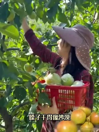 正宗山西玉露香梨新鲜水果酥脆多汁