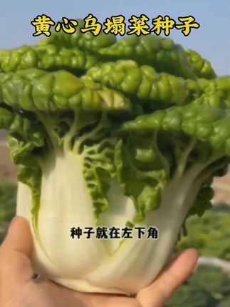 黄心乌塌菜,口感脆嫩鲜美,营养价值高,怎么做都好吃,种菜高产,推荐你也种一些吧
