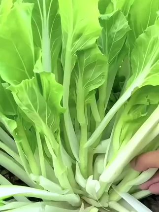 #阳台小院均可种植 #三农 #蔬菜种植 #白菜苔种子 种植简单,多茬采收,清炒凉拌涮火锅都很好吃,清脆爽口