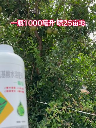 叶片浓绿,宽大肥厚,整个生长期均可使用,一瓶1000ml,兑水2000斤,页面喷施即可,整箱更划算哦#一喷绿#叶面肥