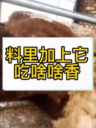 #猪牛羊养殖#三农#养牛#养牛人#育肥牛#猪牛羊养殖#畜牧养殖