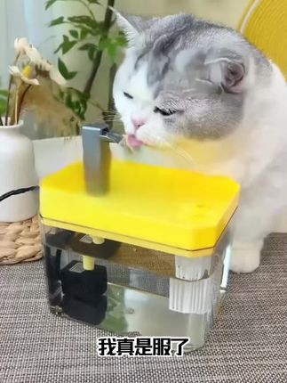 新款大容量宠物饮水器!循环流动过滤水,智能自动喂水,猫狗喝水新鲜不发愁~