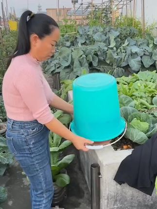 这样的白菜您见过吗?它营养丰富,口感脆嫩香甜,这个就是金玉兰菜,现在正是种植的时候