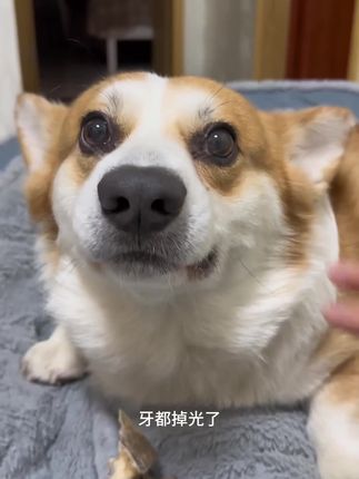 佩特兰迪的鲜肉软粮狗狗都是咔咔炫,好吃还营养#狗狗 #江苏 #狗粮 #狗粮推荐 #萌宠好物