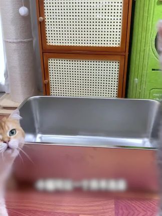 几块钱的滴耳液你舍不得买,非得转移了才后悔#猫咪滴耳液 #猫咪洗耳液