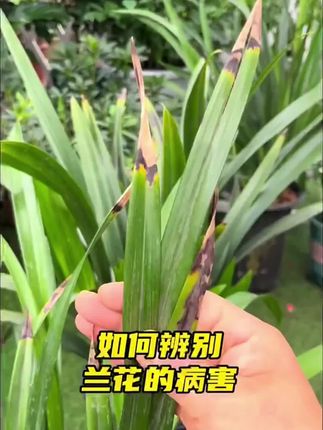 植物怎么养都不开花你就给它用这个水,很快枝繁叶茂花满盘!