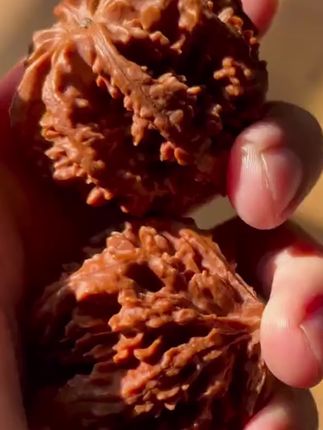 精品特大文玩核桃大花野外生扎手麻核桃男士盘玩大刺官帽