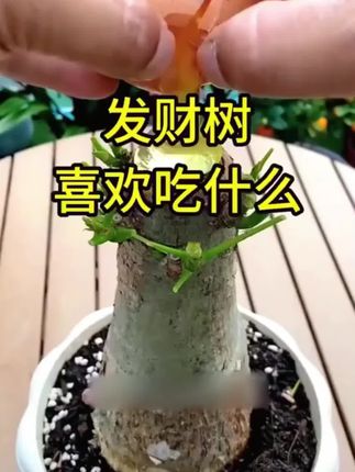 种植只会浇水,土壤就会板结,植物会慢慢走向衰败,不妨用它浇一浇,就能轻松救活枝繁叶茂开花满枝芽!