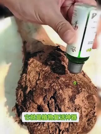 这就是救花神器,家里植物养成这个鬼样子,不要着急,你就给它浇这种水,它能激活植物根系生长活力促进生长#花卉绿植