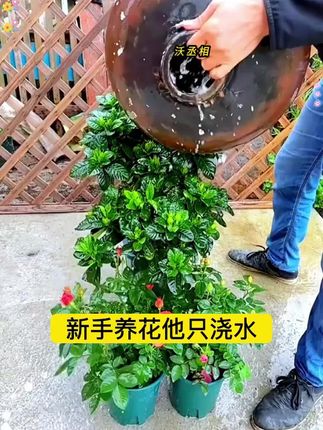 土壤活化剂,补充营养,疏松土壤#养花 #花卉养护 #花肥 #养花达人