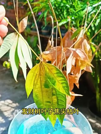 它就是植物复活神器,促进黄叶变绿叶叶子绿油油,绿植花卉都可以试一试!