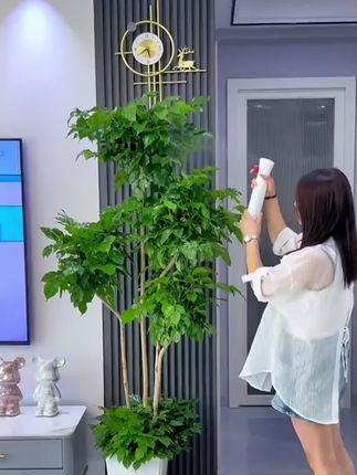 幸福树只要得到满足才不会黄叶掉叶,给它浇这种水,很快枝叶油绿冒新芽还爱开花!