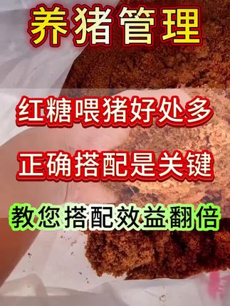 #新手养猪#养猪人#养猪小妙招#母猪#