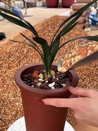 兰花铺面石护茎土兰花土多肉绿植花卉盆景专用高档盖面土