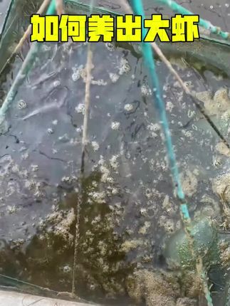 虾苗高成活的秘密被我找到了#对虾#南美白对虾#罗氏沼虾#养虾人#土塘养虾#小棚虾#水产养殖