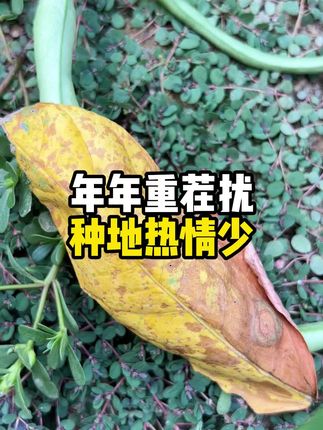 抗逆促生长,农得宝抗重茬菌肥让作物高产更轻松,你不试试?