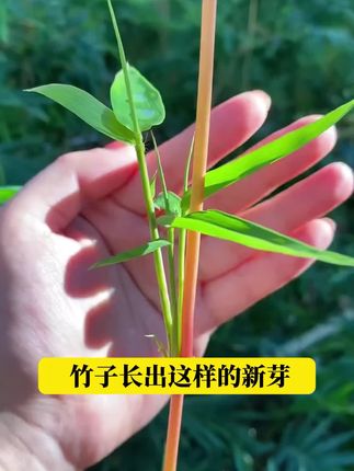 富贵竹出现黄叶烂根,给它浇这种水,很快枝叶油绿根系发达还爱冒新芽!