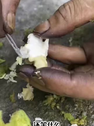 2025年新鲜湿核桃去青皮带青皮鲜核桃嫩核桃生核桃薄皮新鲜核桃