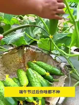唐山秋瓜种子秋黄瓜高产水果黄瓜阳台小院春秋季易播种蔬菜种子