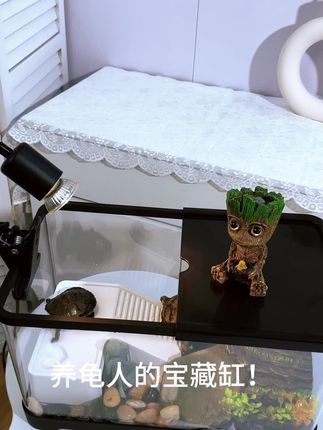 我和龟缸的奇幻之旅:从新手小白到养鱼达人的蜕变#养龟专用缸 #水族 #水族爱好者 #观赏鱼#乌龟缸