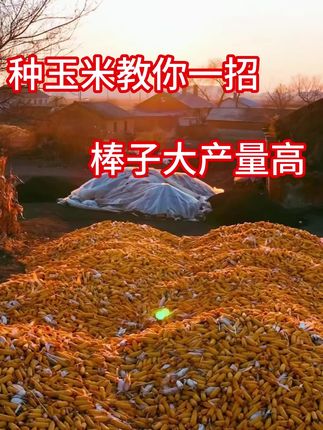 一瓶代替100斤尿素