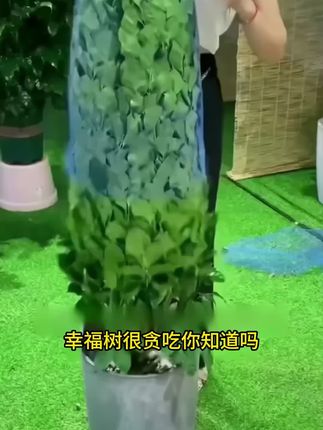 家里的幸福树经常黄叶掉叶,你就给它插一支再生剂,很快枝繁叶茂!