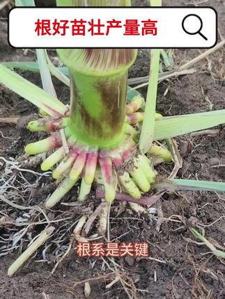 玉米增产200斤没问题