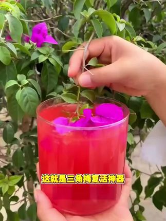 三角梅其实很贪吃,满足它的大胃口,就能常年爆花、一茬一茬开不断#三角梅 #三角梅养护