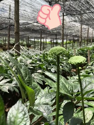 中秋国庆送礼选对了吗?三分心意 + 七本三七,让牵挂更实在