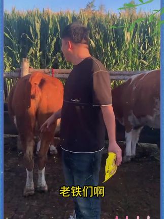 牛羊催肥育肥拉骨架,牛吃得多长肉快
