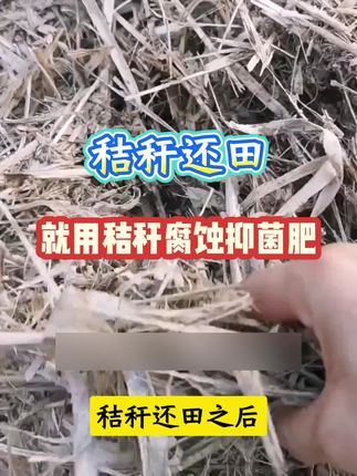 玉米处理秸秆是大难题!教你一招搞定!使用秸秆腐蚀菌肥,快速腐熟!还能减少病虫害预防根腐!#秸秆还田#秸秆腐熟
