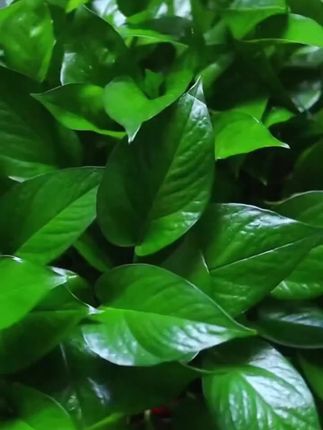 绿萝黄叶落叶还烂根,那就给他浇这种水,枝繁叶茂,叶子绿油油!