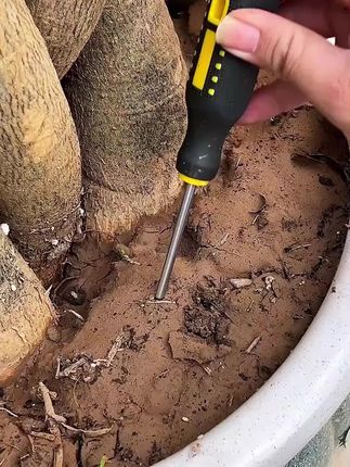 家里的盆栽出现这些情况,记得赶紧用这个免稀释植物再生液#缓释肥#养护小知识