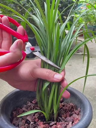 适合懒人用的植物再生剂,不用兑水稀释,直接插土里就可以#养花达人#养花技巧