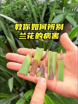 黄叶掉叶烂根,半死不活的,花盆里只要浇上一点这个,很快枝繁叶茂开花爆盆!