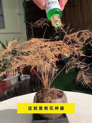 这就是救花神器,家里植物养成这个鬼样子,不要着急,你就给它浇这种水,它能激活植物根系生长活力促进生长#花卉绿植